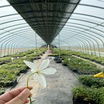 Leaf Vegetable Greenhouse
